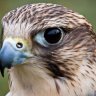 SapphireHawk8