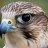 SapphireHawk8